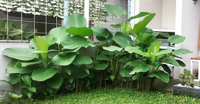 ഇലകള്‍ക്ക് ഇത്ര ചന്തമുണ്ടോ...? പൂന്തോട്ടത്തിന് അഴകായി കലാത്തിയ ല്യൂട്ടിയ 